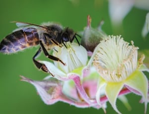 honey bee snipping nectar shallow selective focus photography thumbnail