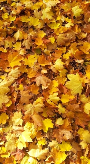 pile of maple leaves thumbnail