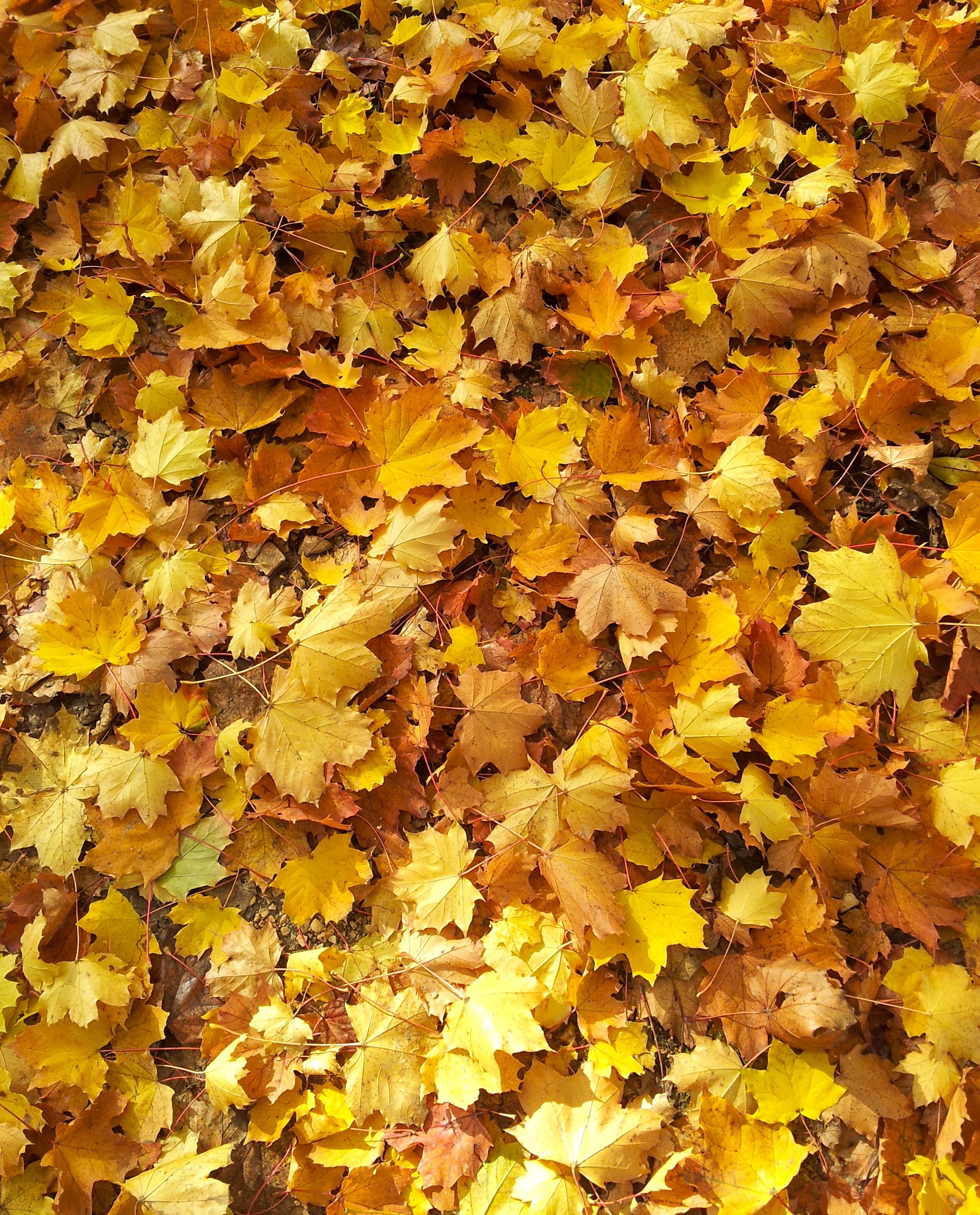 Лист осенний золотист. Осенняя листва. Желтый лист. Осень листья. Золотая листва.