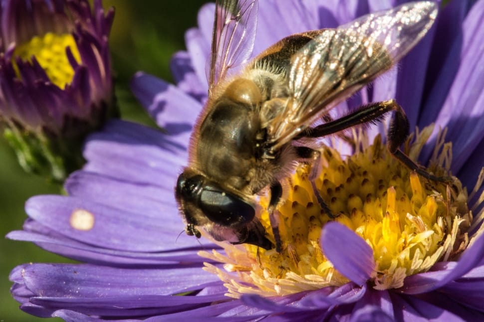 honey bee on purple clustered petal flower preview