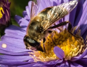 honey bee on purple clustered petal flower thumbnail