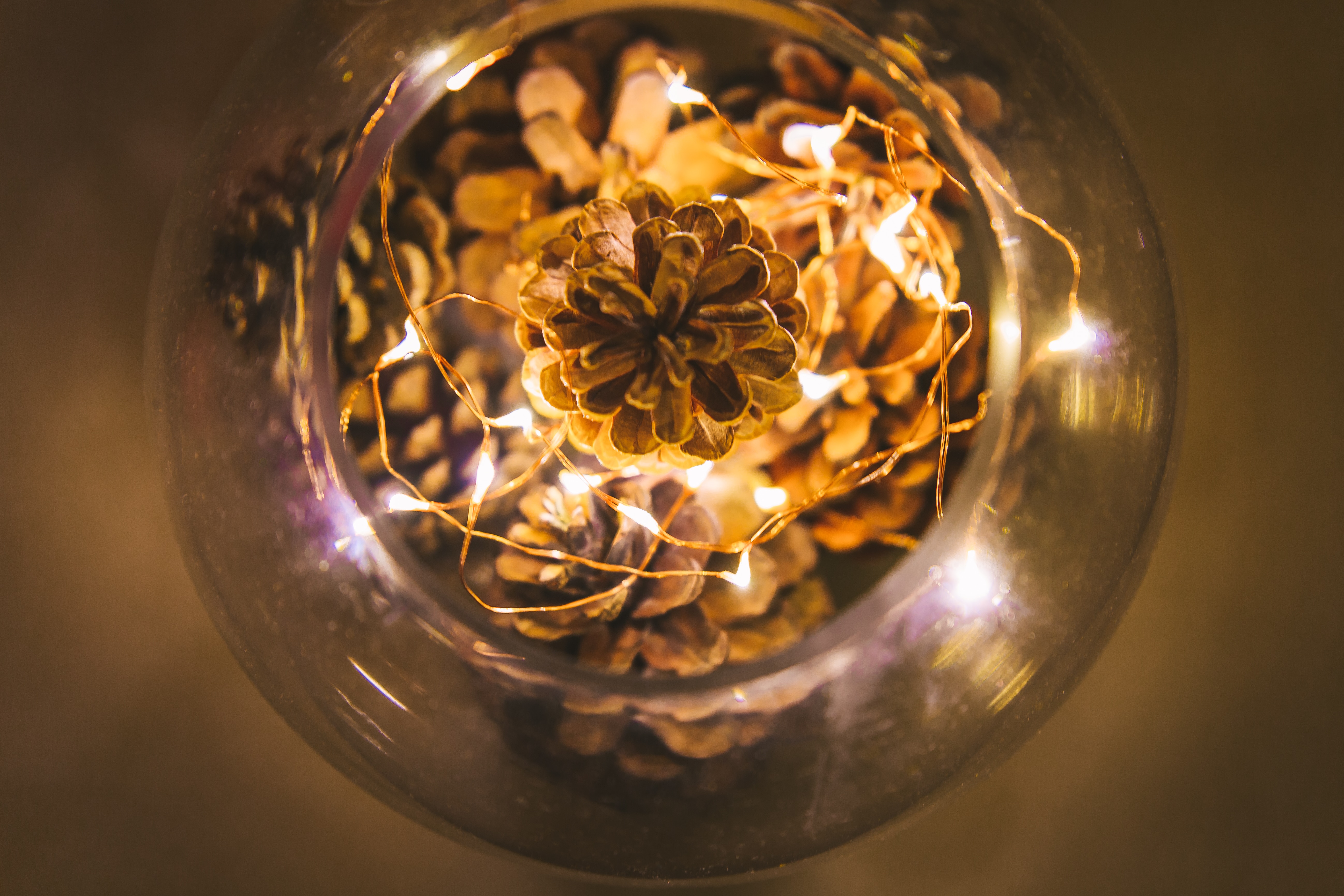 silhouette of brown pine cones with string lights