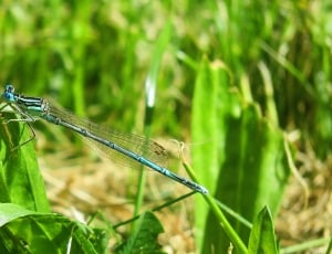 Animal, Dragonfly, Flight Insect, Meadow, one animal, animals in the wild thumbnail