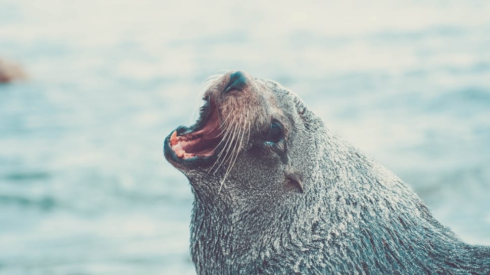 closeup photo of grey sea lion preview