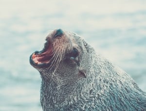 closeup photo of grey sea lion thumbnail