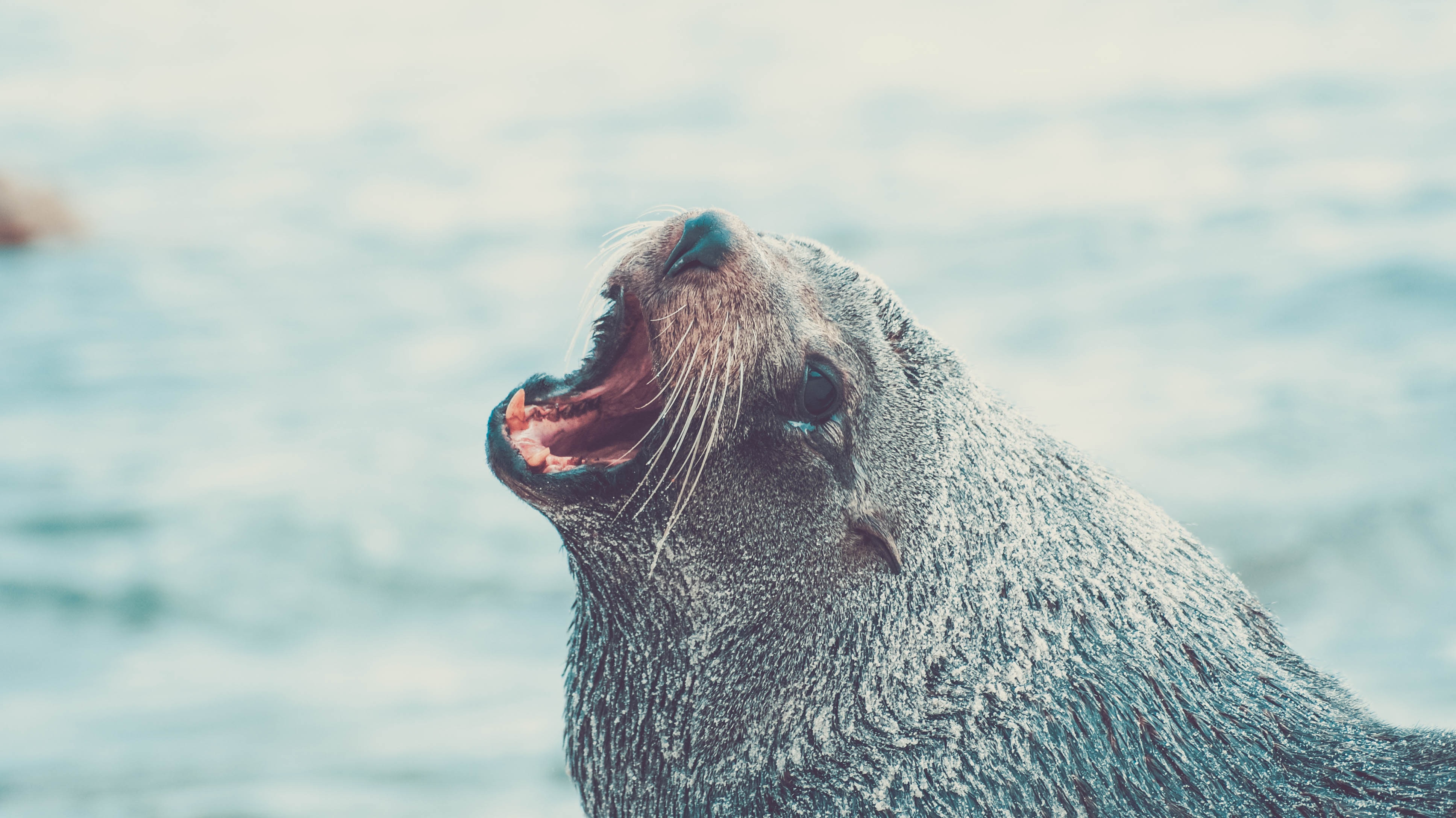 closeup photo of grey sea lion