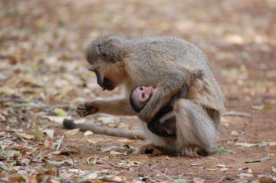 gray and brown monkey preview
