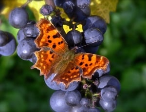 orange black butterfly thumbnail