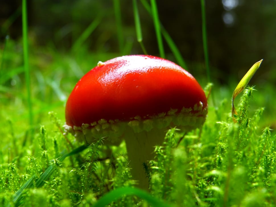 red mushroom preview