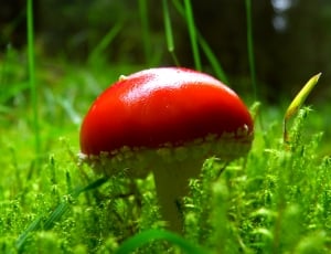 red mushroom thumbnail