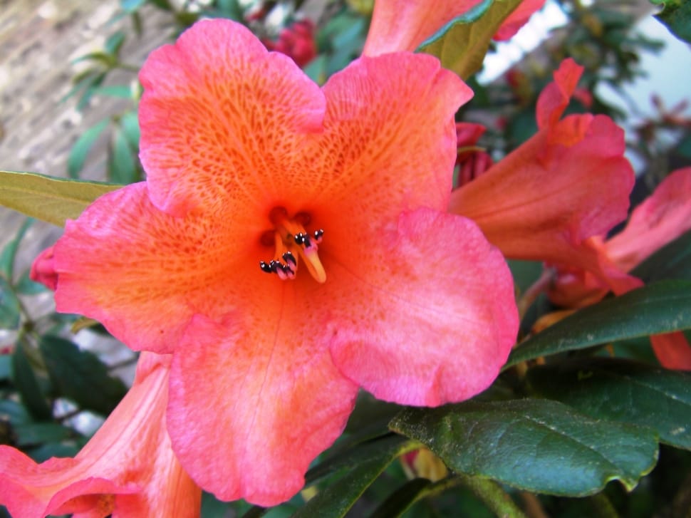 Rhododendron Ferrugineum, Rhododendron, flower, petal preview