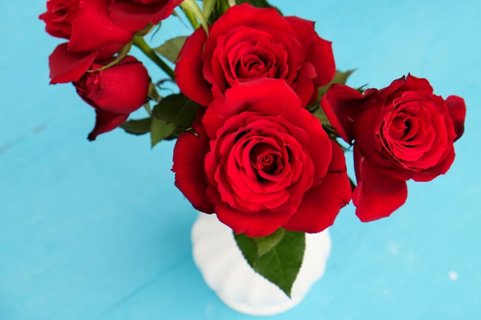red roses closeup photo preview