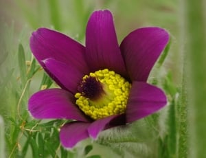 Bloom, Blossom, Violet, Flower, Close, flower, purple thumbnail