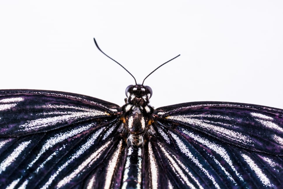black and white butterfly macro photography preview
