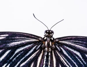 black and white butterfly macro photography thumbnail
