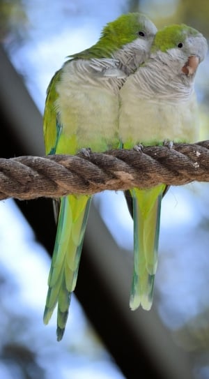 green-and-white birds on rope thumbnail