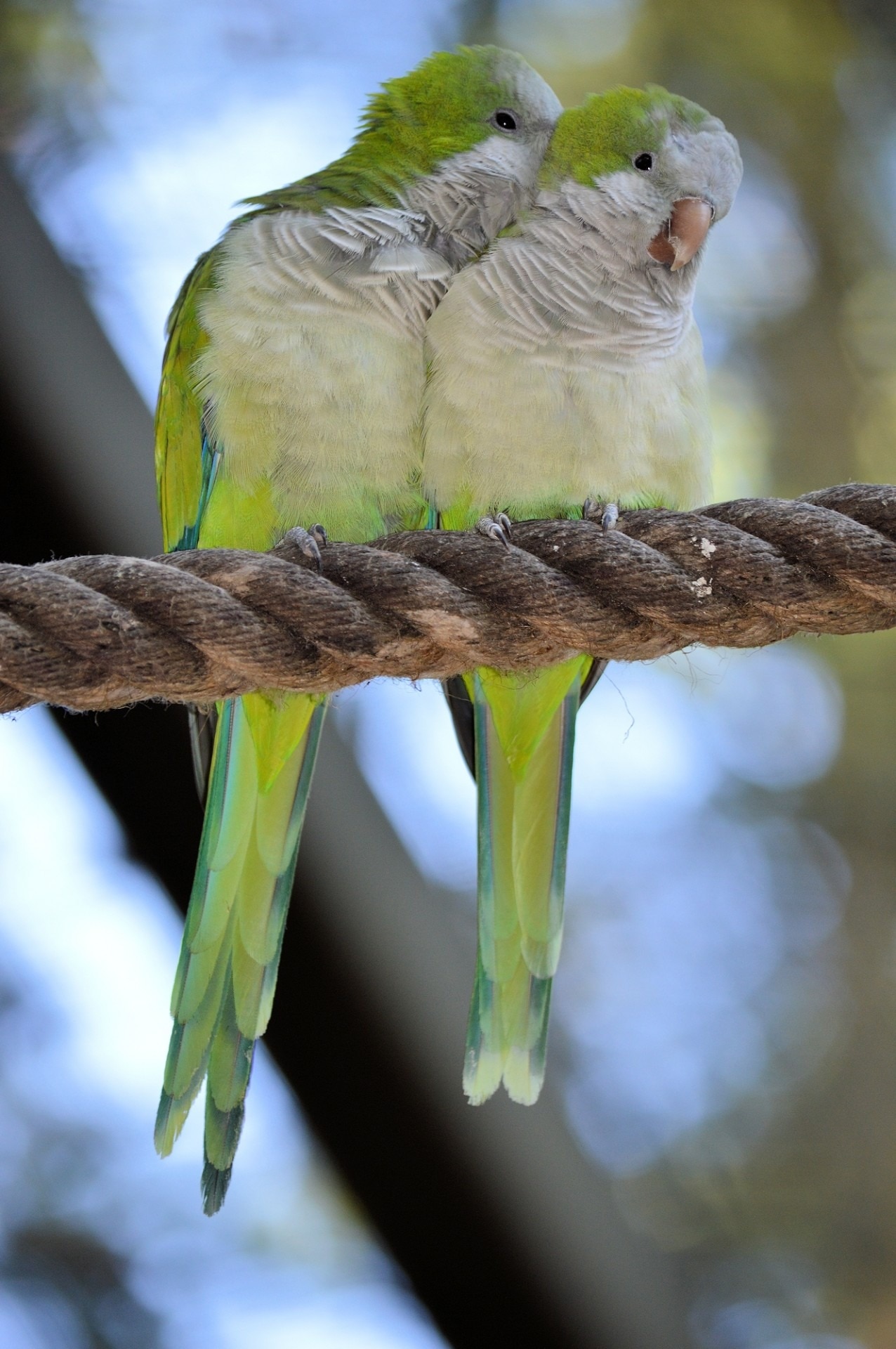 green-and-white birds on rope