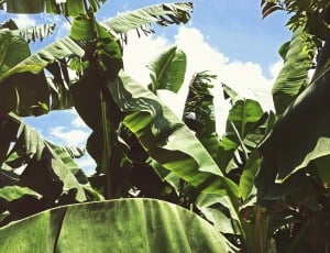 Green, Summer, Plant, Leaves, Banana, agriculture, leaf thumbnail