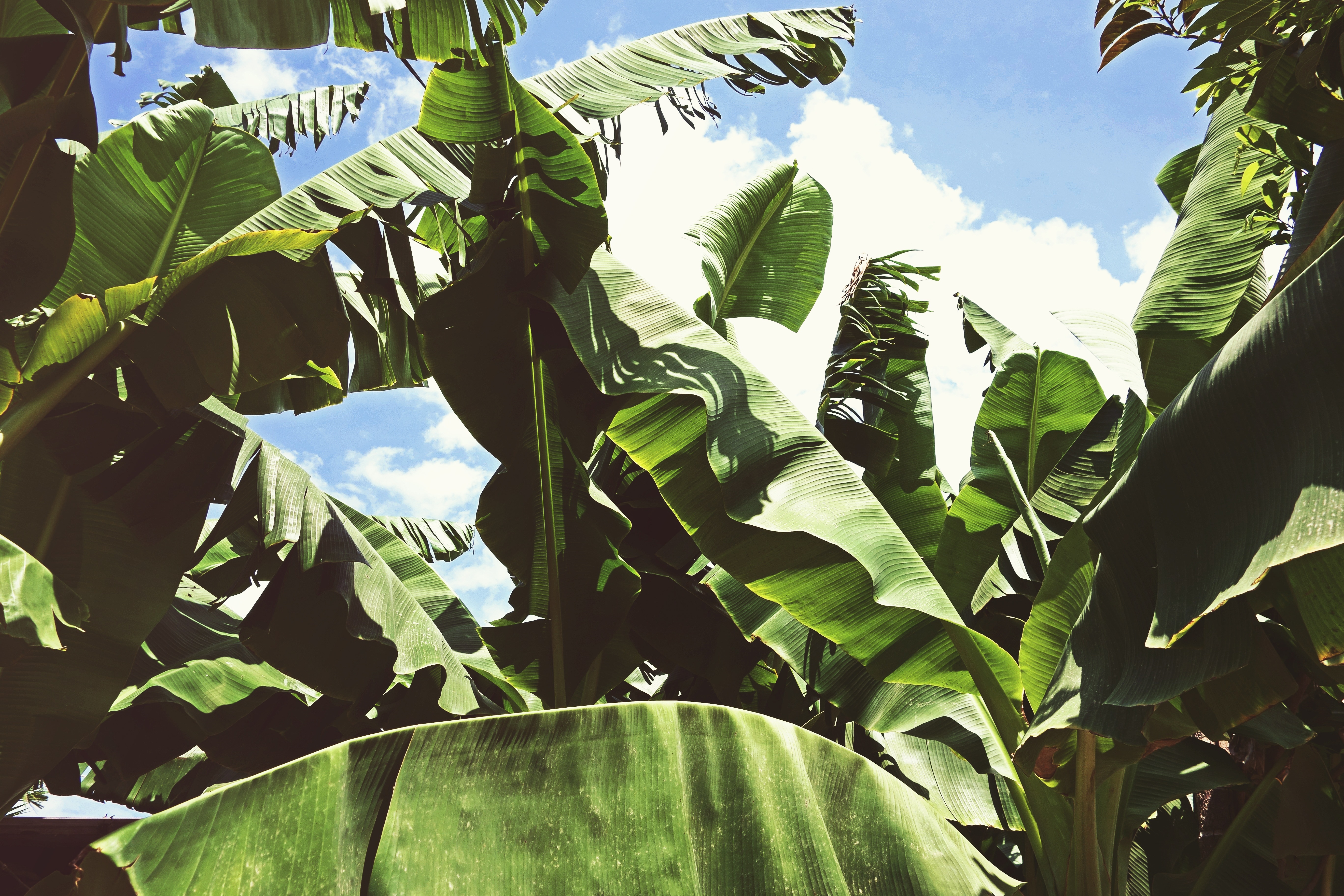 Green, Summer, Plant, Leaves, Banana, agriculture, leaf
