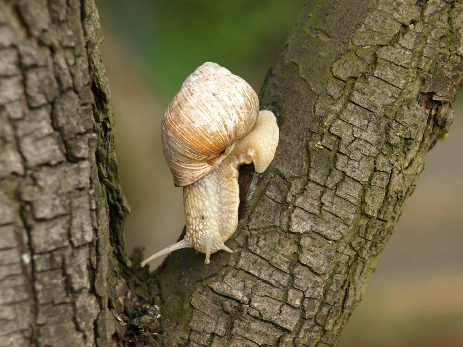 white and brown garden snail