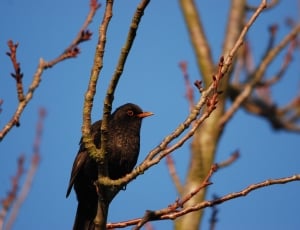 black bird in a tree thumbnail