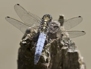 Insect, Wing, Dragonfly, Filigree, Close, insect, animal themes thumbnail