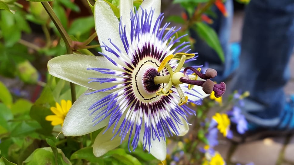 White Purple And Yellow Flower Free Image Peakpx