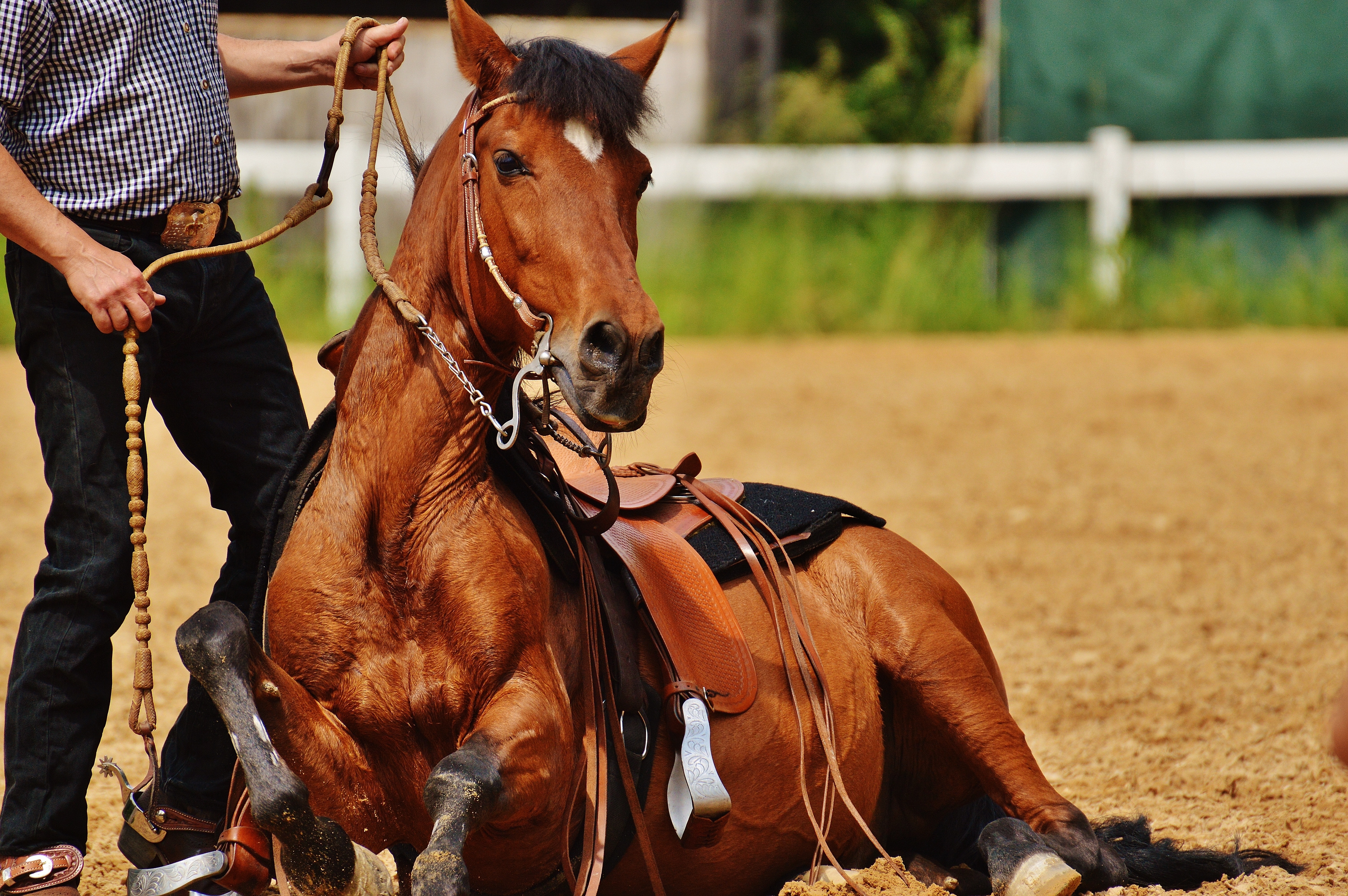 brown horse