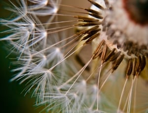Close, Flower, Dandelion, Detail, Macro, nature, close-up thumbnail