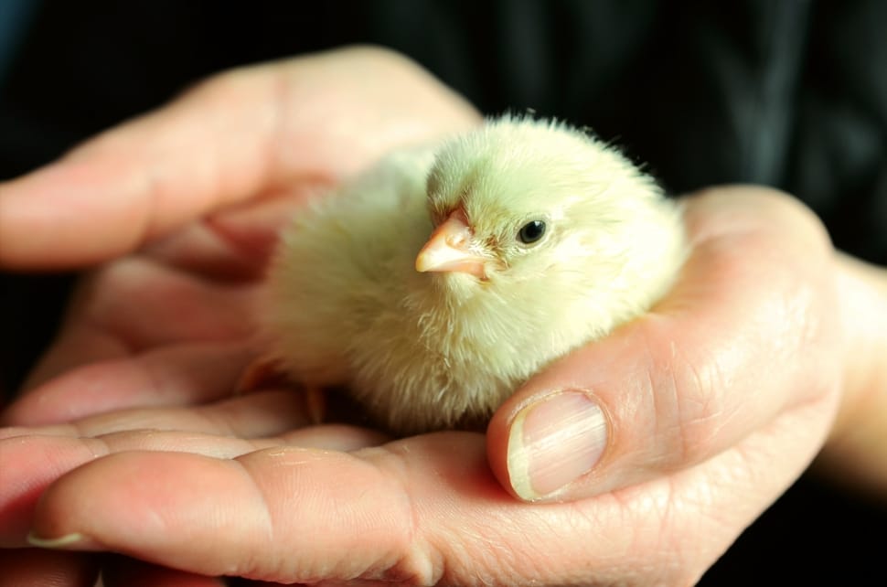 Recovered, Hatched, Chicks, Chicken, human hand, human body part preview