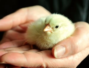 Recovered, Hatched, Chicks, Chicken, human hand, human body part thumbnail