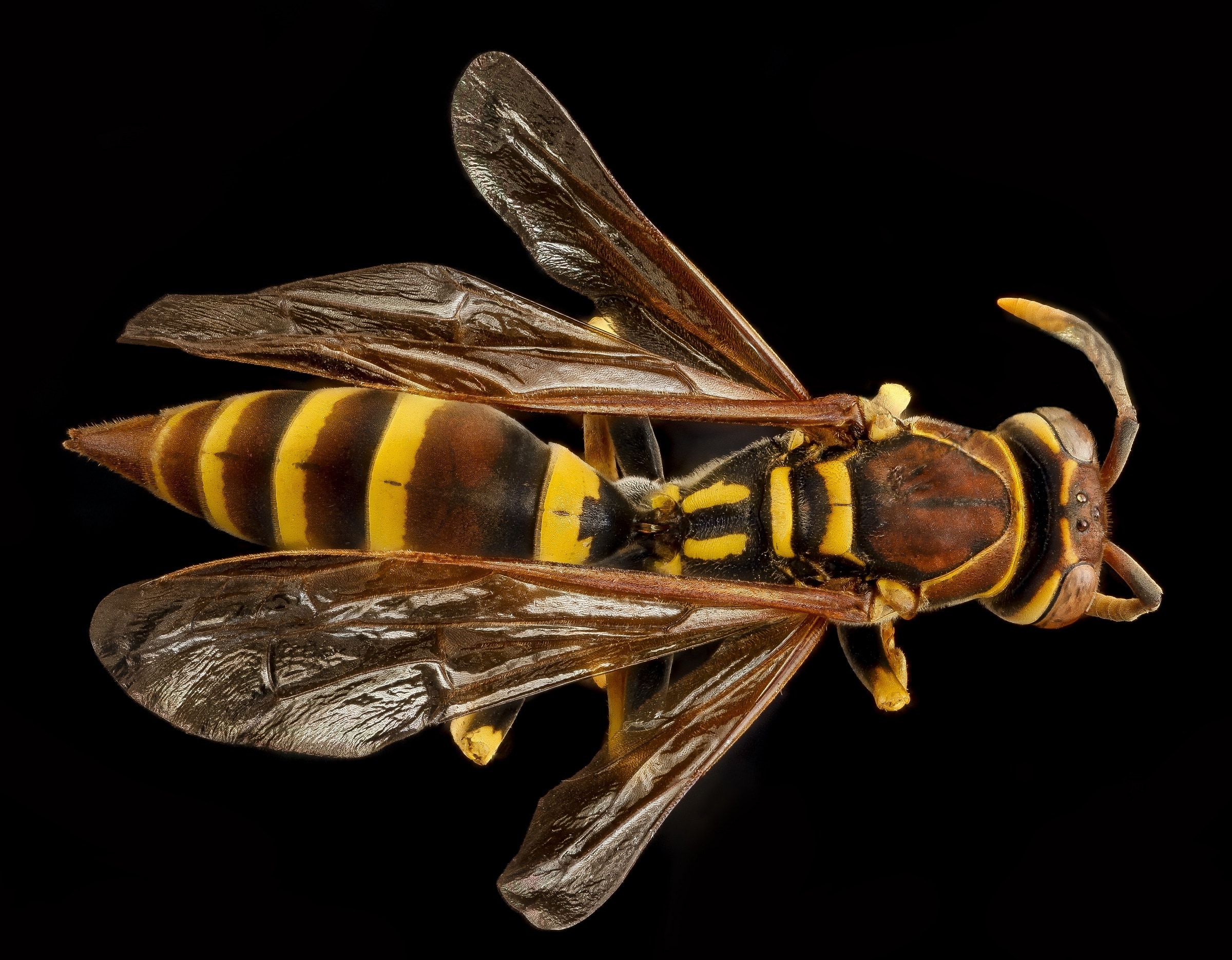 brown and black wasp