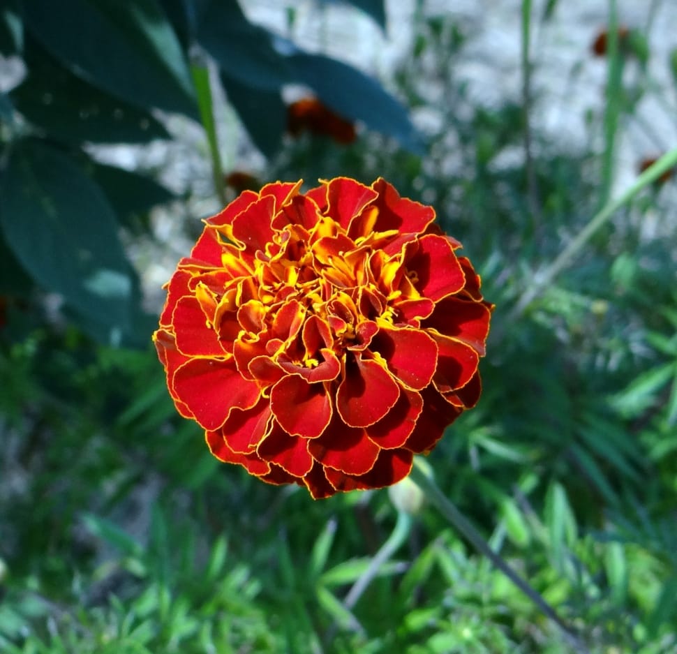 Kalghatgi, Flower, French Marigold, flower, nature preview