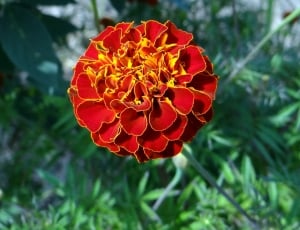Kalghatgi, Flower, French Marigold, flower, nature thumbnail