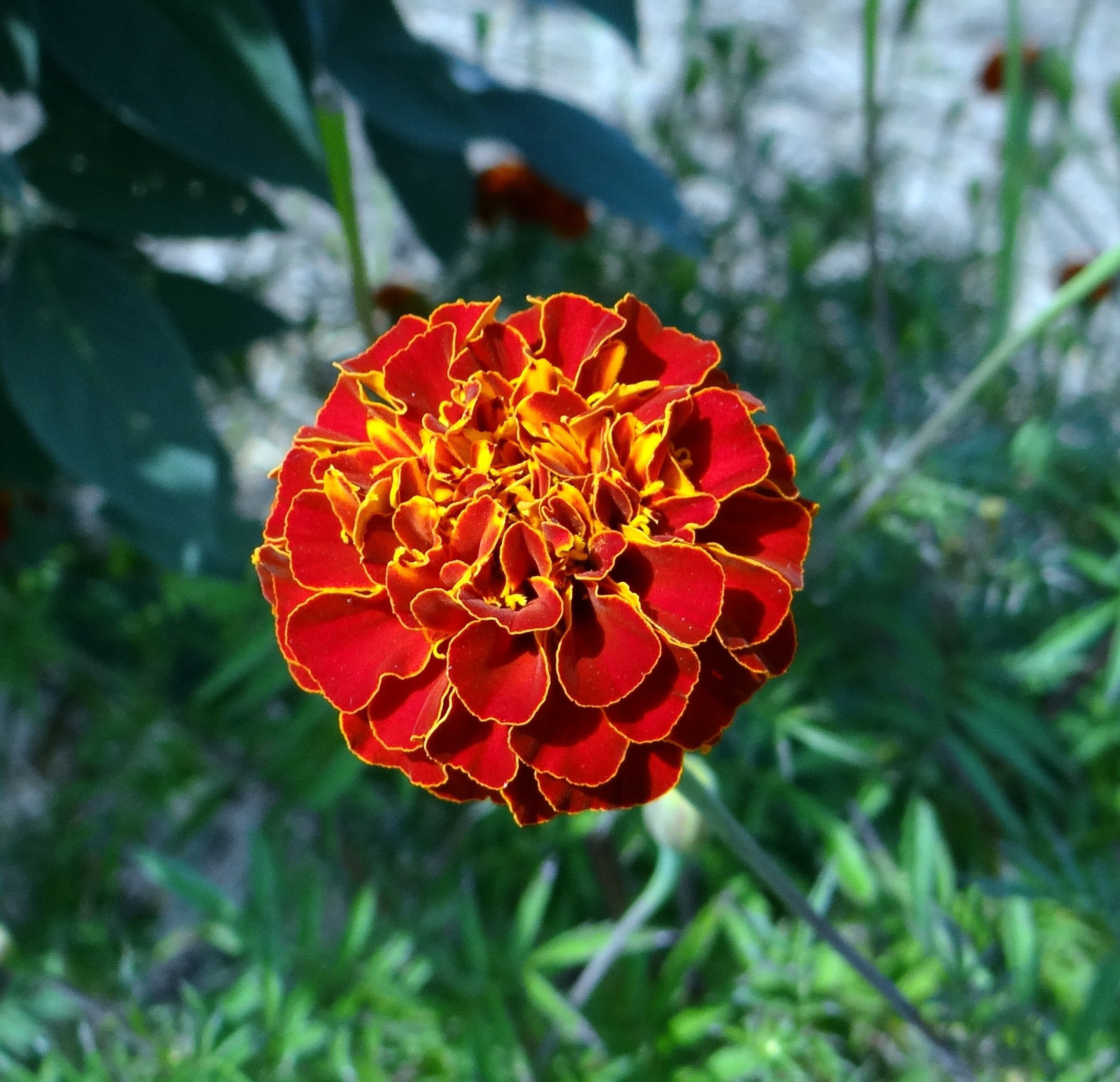 Kalghatgi, Flower, French Marigold, flower, nature