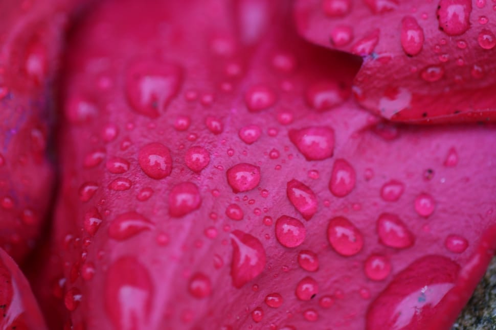 micro photography  of water droplets on flower petals preview