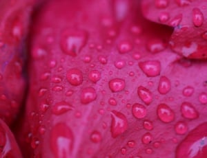 micro photography  of water droplets on flower petals thumbnail