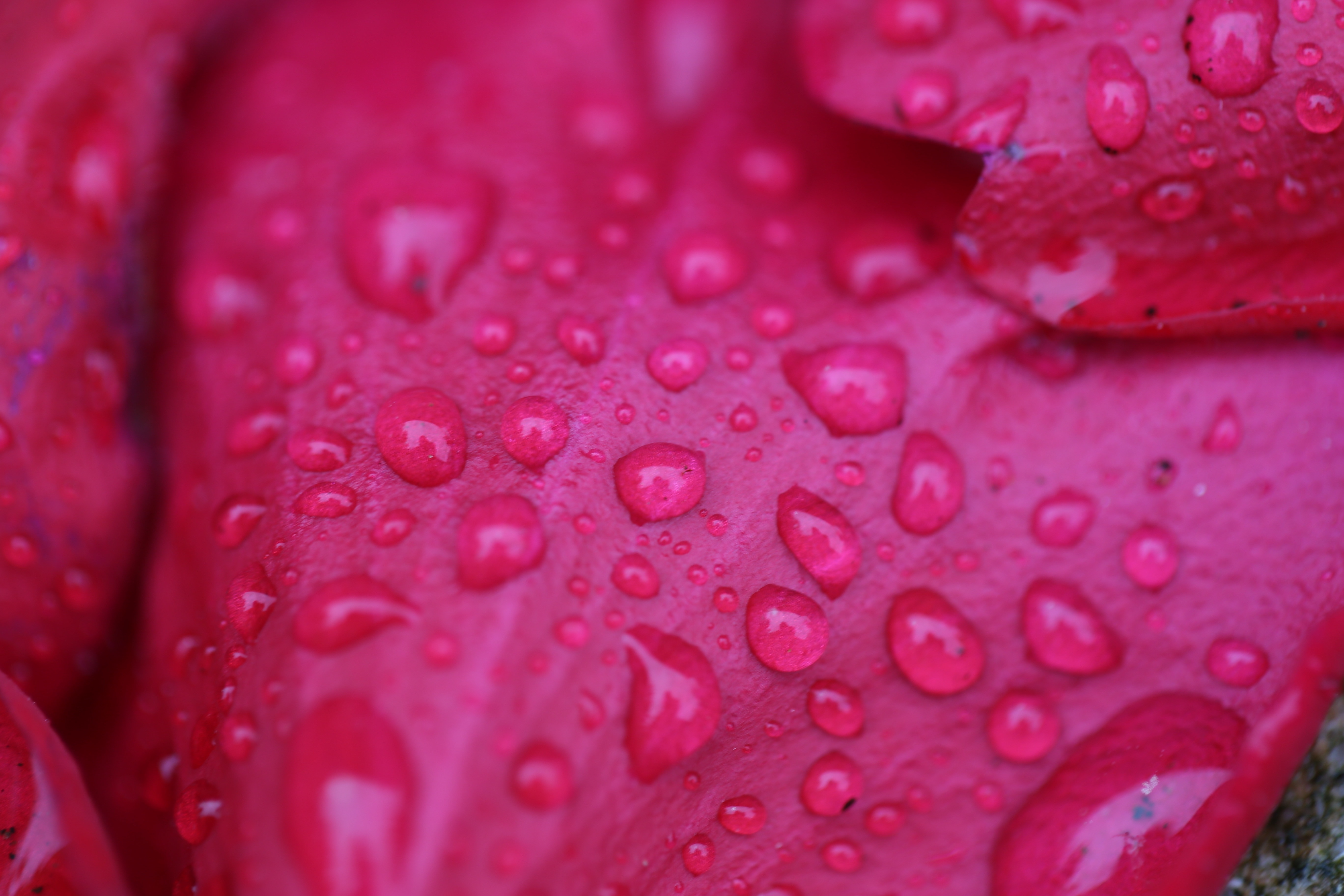 micro photography  of water droplets on flower petals