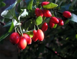 red fruit patch thumbnail