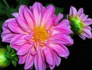 Plant, Dahlia, Flower, Color, Macro, flower, petal thumbnail
