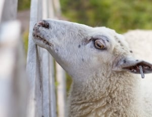 Summer, Animals, The Sheep, Fence, one animal, animal themes thumbnail