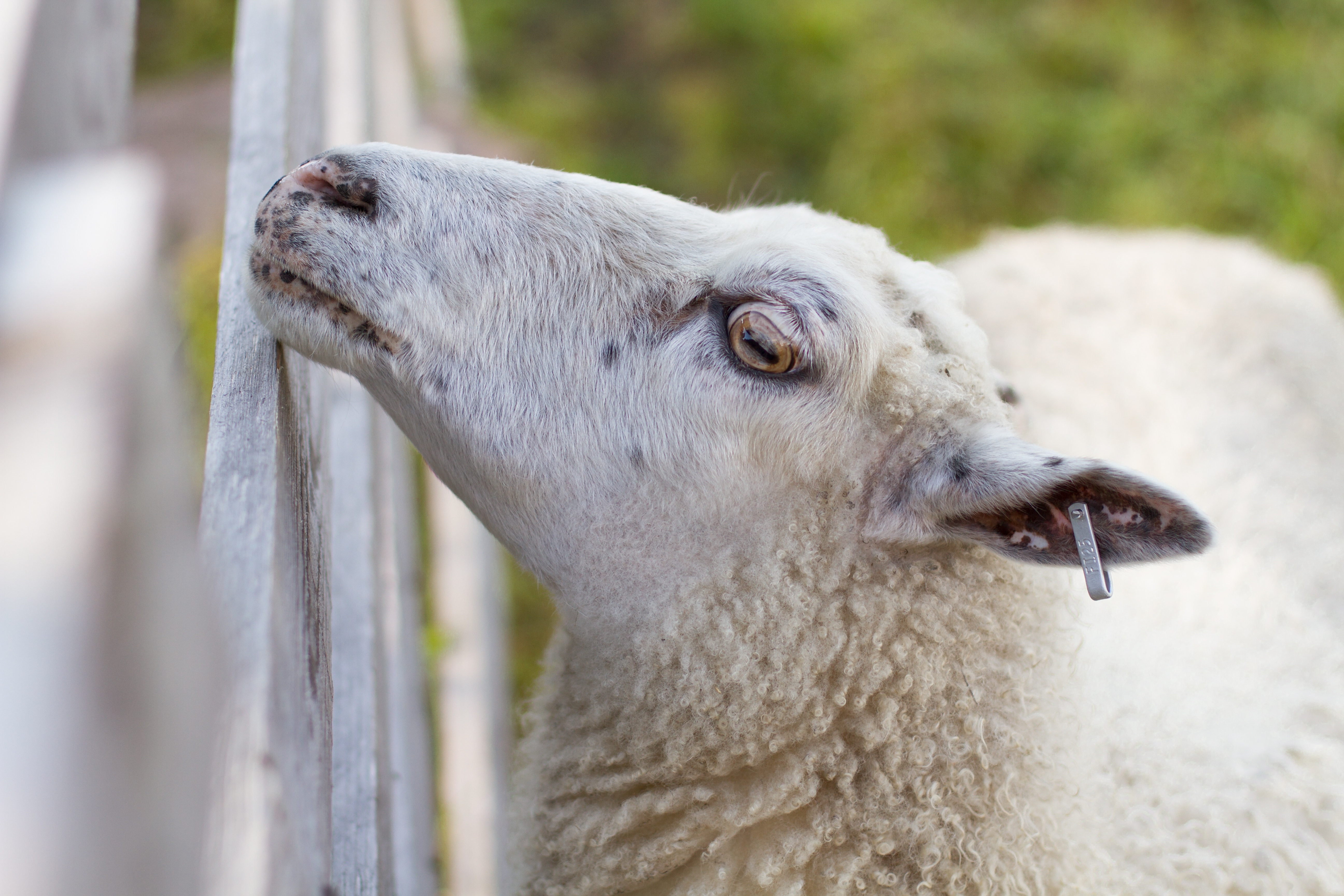 Summer, Animals, The Sheep, Fence, one animal, animal themes