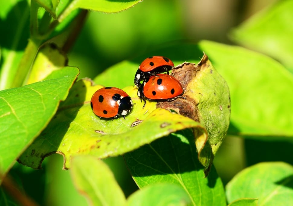three 7 spotted ladybug on green leaf during daytime preview
