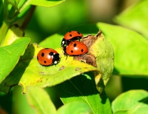 three 7 spotted ladybug on green leaf during daytime thumbnail
