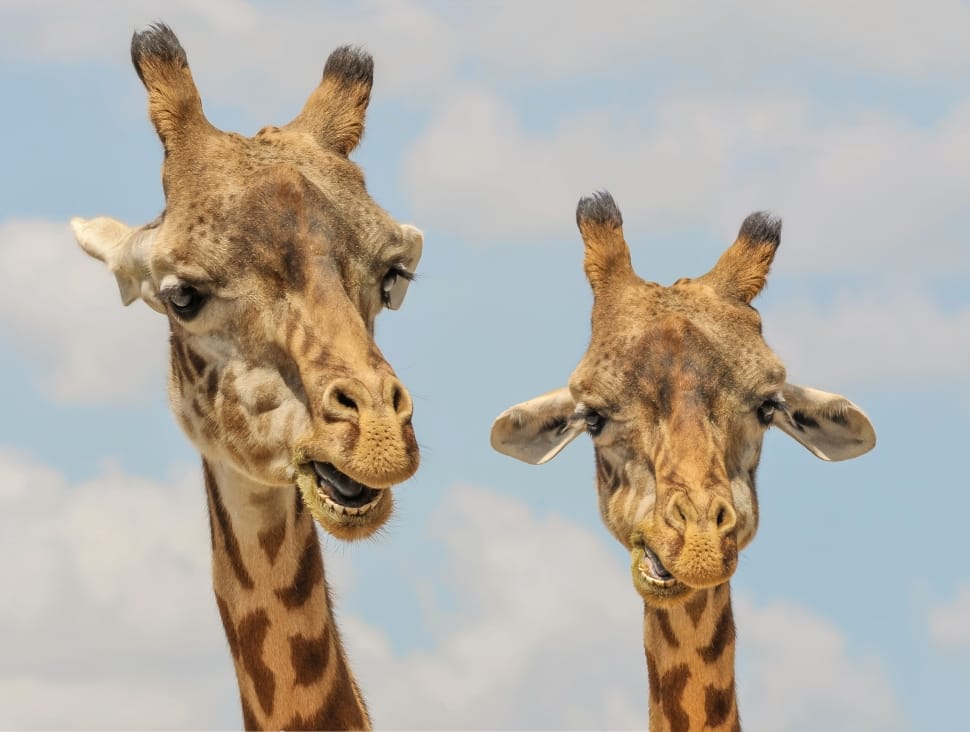 two giraffes preview