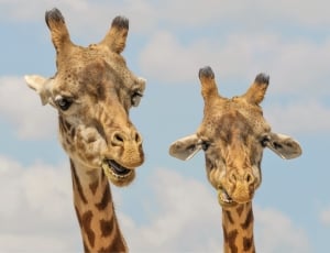 two giraffes thumbnail