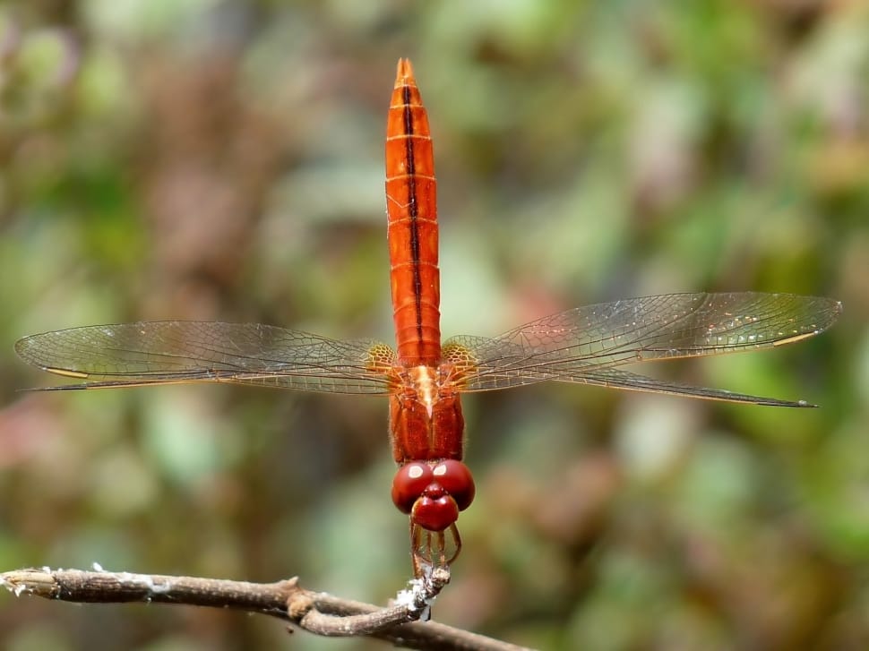 Insect, Crocothemis Servilla, Dragonfly, focus on foreground, day preview