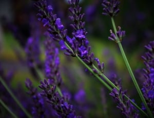 purple flowers thumbnail