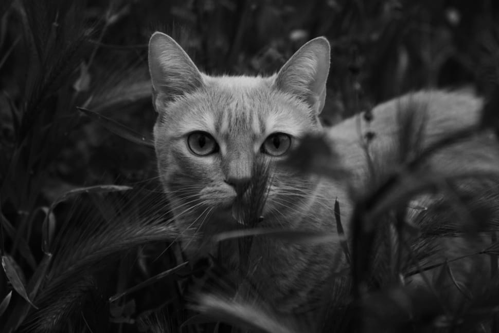 grayscale photo of tabby cat preview