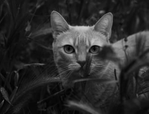 grayscale photo of tabby cat thumbnail